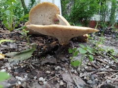 Cerioporus squamosus