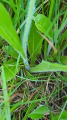 Tracheophyta