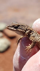 Karusasaurus polyzonus