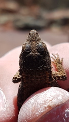 Karusasaurus polyzonus