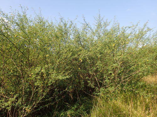 Image of Sesbania sesban by (c) Mahomed Desai, some rights reserved (CC BY)