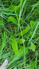 Tracheophyta