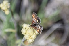 Pyrausta tuolumnalis