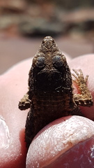 Karusasaurus polyzonus