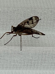Rhagio scolopaceus