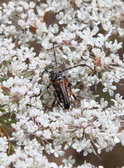 Stenopterus ater