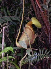 Nepenthes villosa