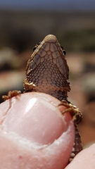 Karusasaurus polyzonus