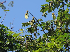 Centrolobium tomentosum