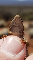 Karusasaurus polyzonus