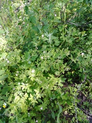 Geranium divaricatum