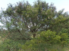 Vachellia natalitia