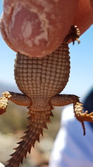 Karusasaurus polyzonus