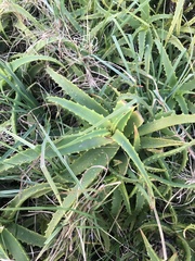 Aloe arborescens