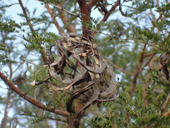Vachellia natalitia