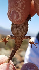 Karusasaurus polyzonus