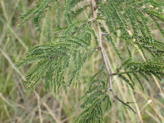 Vachellia natalitia