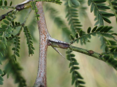 Vachellia natalitia