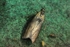 Sciota fumella