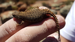 Karusasaurus polyzonus