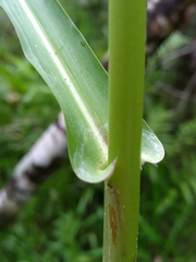 Hymenachne amplexicaulis