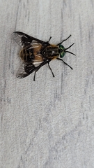 Chrysops viduatus