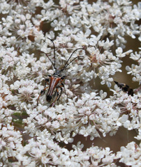 Stenopterus ater