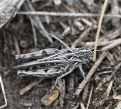 Psoloessa delicatula