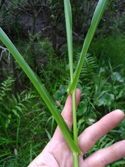 Hymenachne amplexicaulis