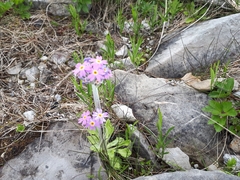 Primula laurentiana