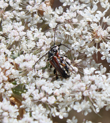 Stenopterus ater