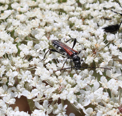 Stenopterus ater