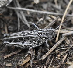 Psoloessa delicatula