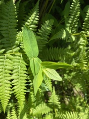 Hypericum graveolens