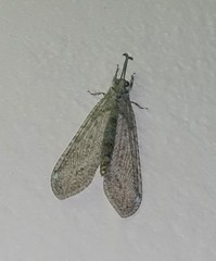 Acanthaclisini