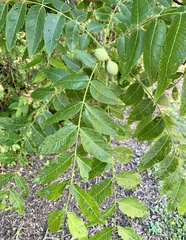 Juglans nigra