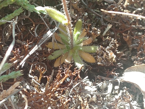 Image of Draba yukonensis by (c) Syd Cannings, some rights reserved (CC BY)
