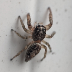 Macaroeris nidicolens