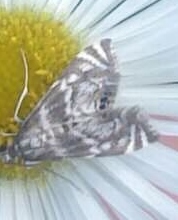 Petrophila canadensis