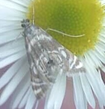 Petrophila canadensis