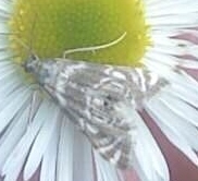 Petrophila canadensis