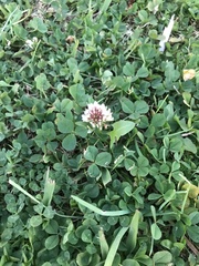 Trifolium repens