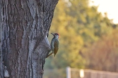 Campethera abingoni abingoni