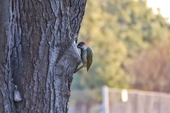 Campethera abingoni abingoni