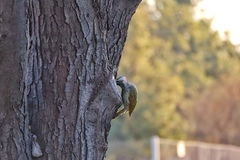 Campethera abingoni abingoni