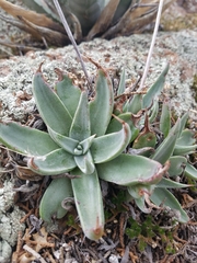 Dudleya saxosa collomiae