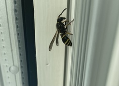 Ancistrocerus oviventris