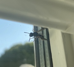 Ancistrocerus oviventris