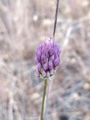 Allium pruinatum