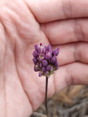 Allium pruinatum